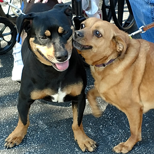 Catawba Valley Obedience Club, Hickory NC